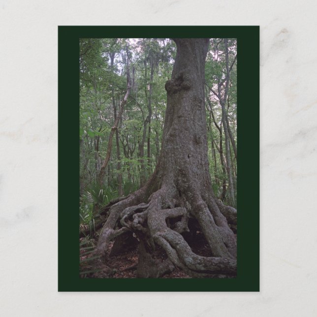 Postal del Personalizado de Artefactos Forestales  (Anverso)