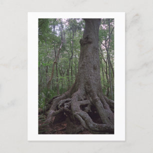 Postal del Personalizado de Artefactos Forestales 