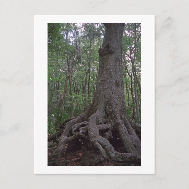 Postal del Personalizado de Artefactos Forestales  (Anverso)