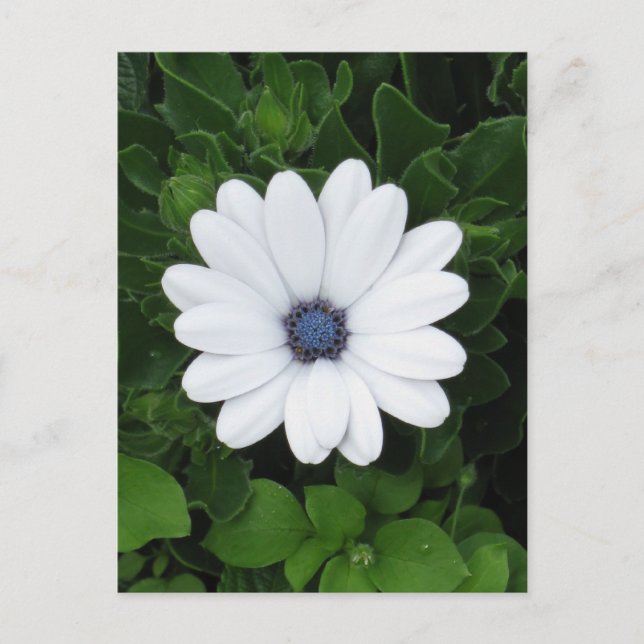 postal del personalizado de flor blanco (Anverso)