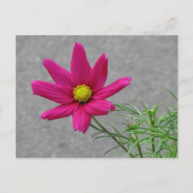 postal del personalizado de flor rosa (Anverso)