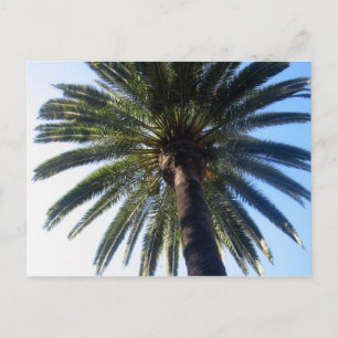Postal del Personalizado de la playa de Palm Tree