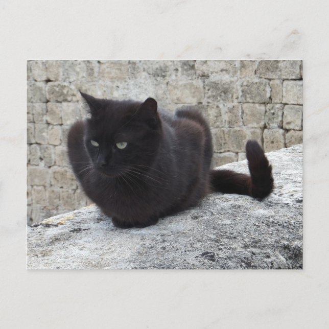 postal del personalizado del gato negro (Anverso)