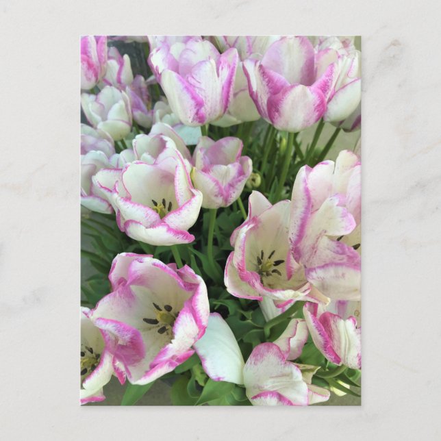 Postal Del Piero Tulips (Anverso)