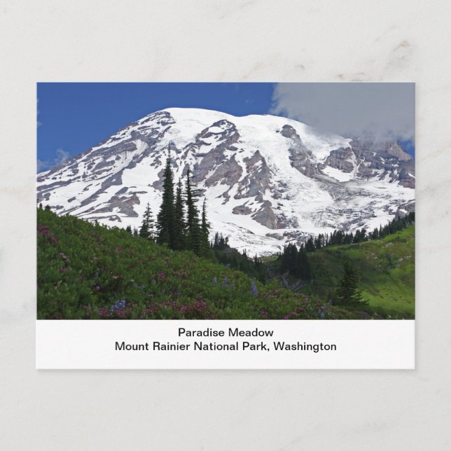 Postal del prado del paraíso del Monte Rainier (Anverso)