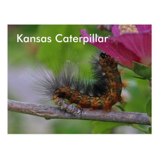 POSTAL del primer de Kansas Caterpillar