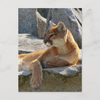 Postal del puma