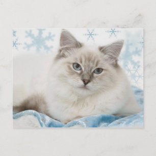 postal del ragdoll