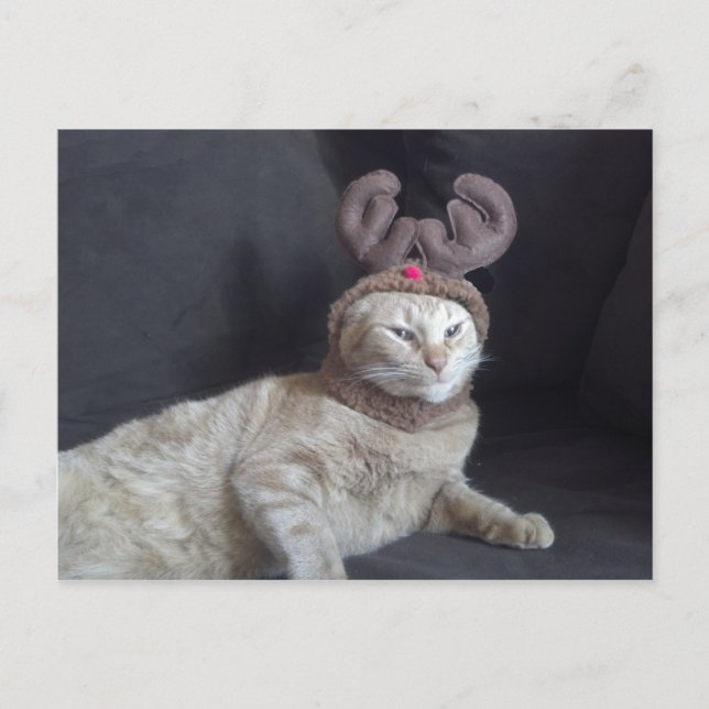 Postal del reno del Tabby del navidad (Anverso)