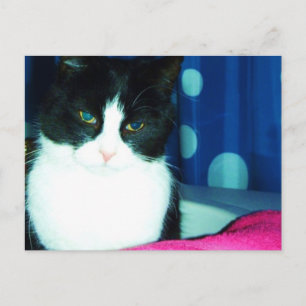 Postal del resplandor del gato del gatito