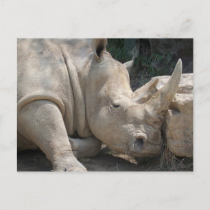 Postal del rinoceronte