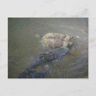 Postal del río Catfish y la tortuga
