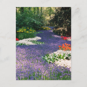 Postal del río Hyacinth de uva