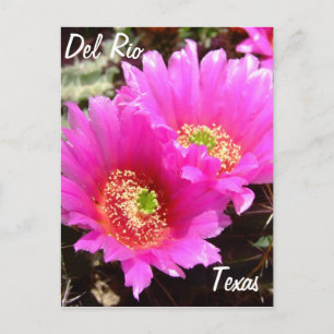 Postal Del Río Texas souvenirs flor de cactus rosado