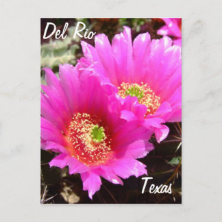 Postal Del Río Texas souvenirs flor de cactus rosado