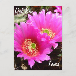 Postal Del Río Texas souvenirs flor de cactus rosado