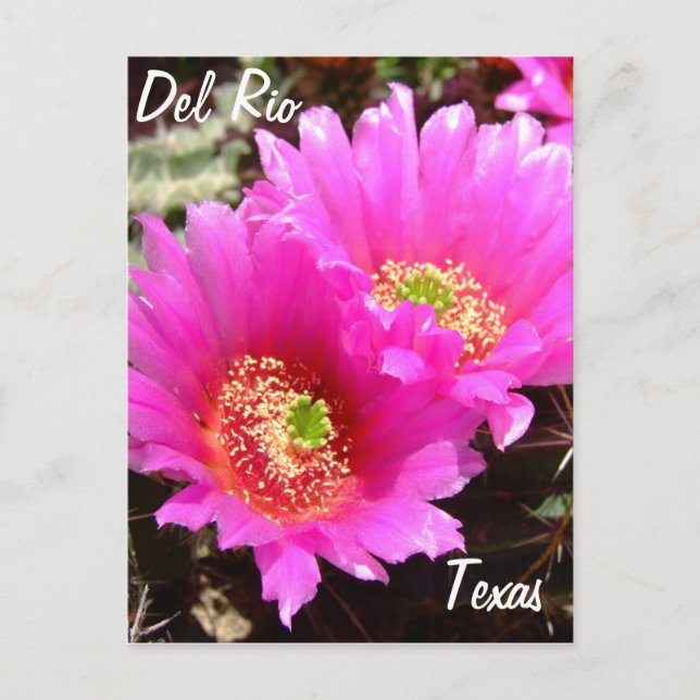 Postal Del Río Texas souvenirs flor de cactus rosado (Anverso)