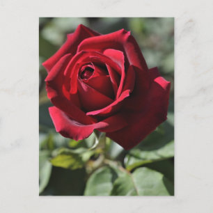 postal del Rosa
