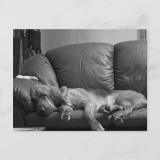 Postal del sabueso de Bella