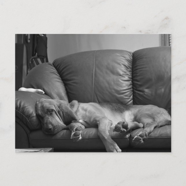 Postal del sabueso de Bella (Anverso)