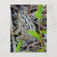 Postal del sapo de los cazadores de aves