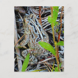 Postal del sapo de los cazadores de aves