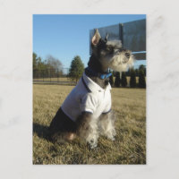 Postal del Schnauzer miniatura