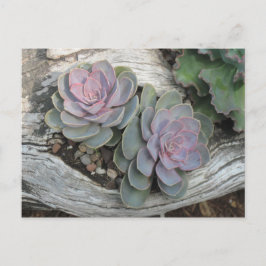 Postal del Succulent de Echeveria