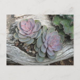 Postal del Succulent de Echeveria
