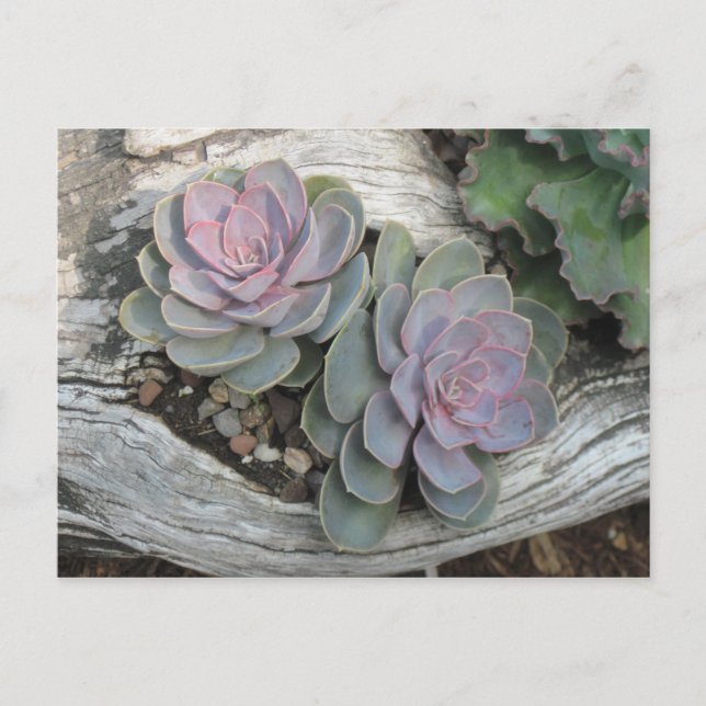 Postal del Succulent de Echeveria (Anverso)
