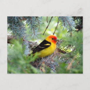Postal del Tanager occidental