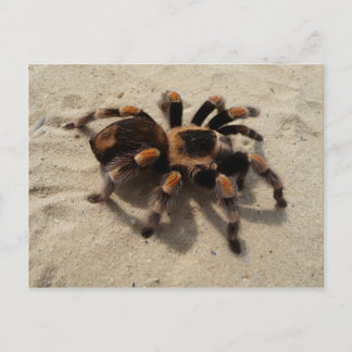 Postal del Tarantula de Flameknee del mexicano