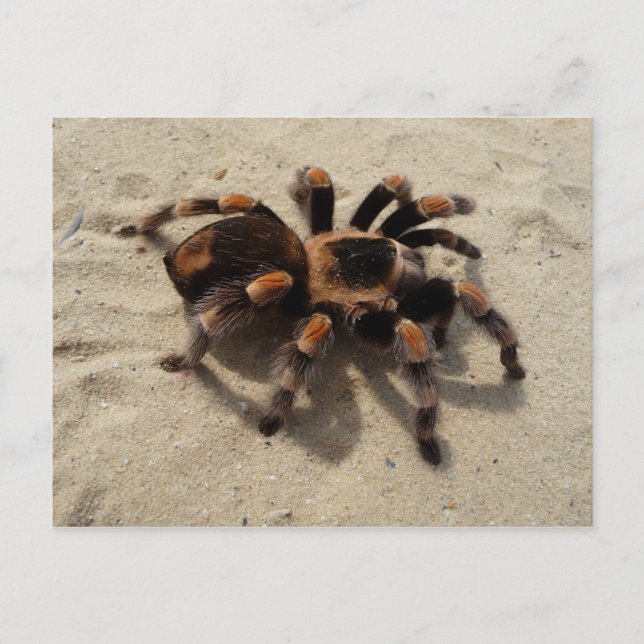 Postal del Tarantula de Flameknee del mexicano (Anverso)