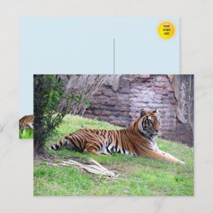 Postal del tigre de Bengala