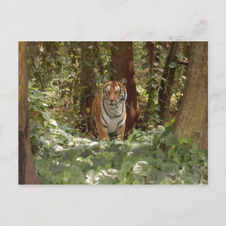 Postal del tigre de Bengala (7x5)