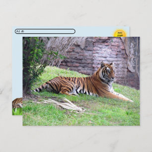 Postal del tigre de Bengala con ID Box