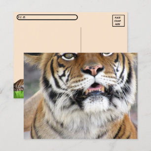 Postal del tigre de Bengala, que cruza en silencio