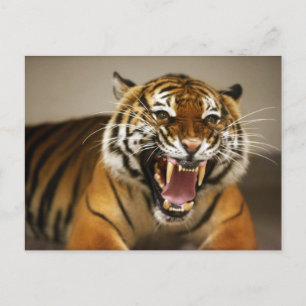 Postal del tigre de Malasia #2