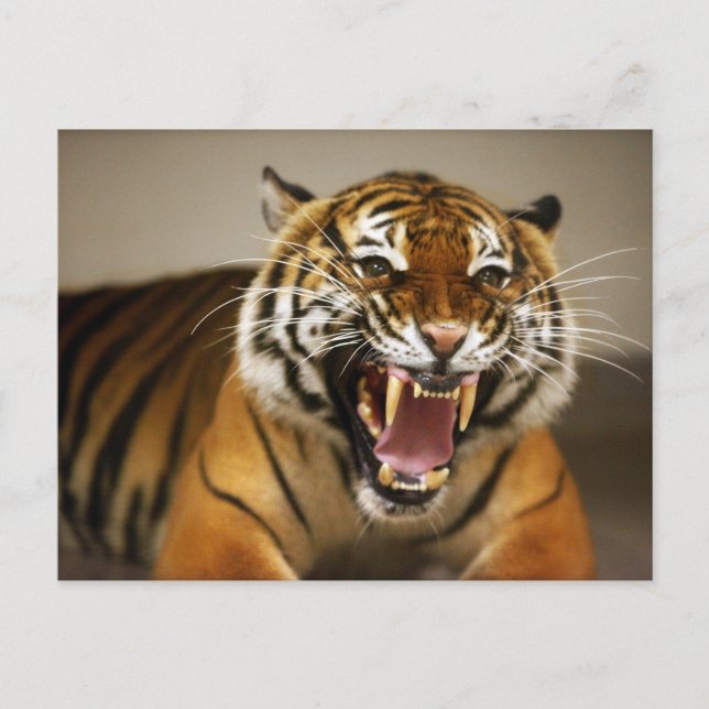 Postal del tigre de Malasia #2 (Anverso)