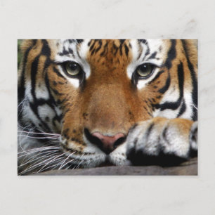 Postal del tigre de Malasia #3