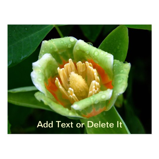 Postal del tulipán del árbol de álamo