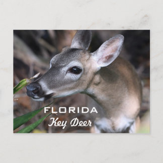 Postal del venado de la clave Florida, versión A
