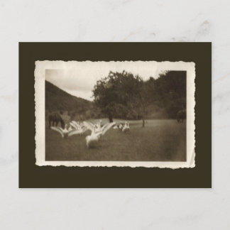 Postal del vintage - gansos y caballos