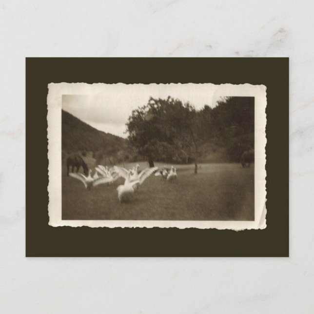 Postal del vintage - gansos y caballos (Anverso)