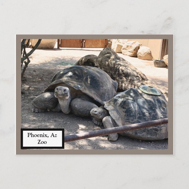 Postal del zoológico de Az y amigos de la tortuga  (Anverso)