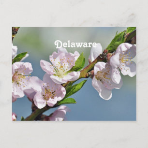 Postal Delaware