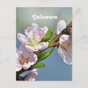 Postal Delaware