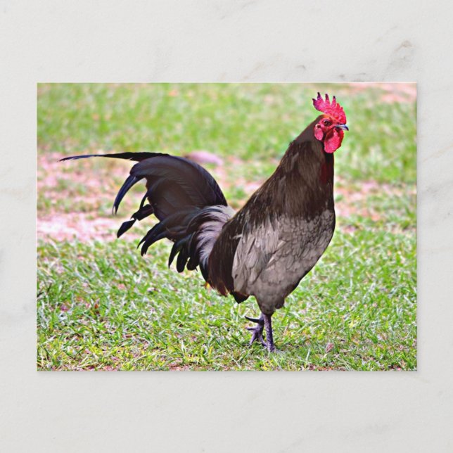 Postal Delaware Blue Hen (Rooster) (Anverso)