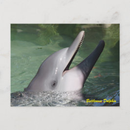 Postal Delfín de Bottlenose