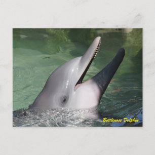 Postal Delfín de Bottlenose